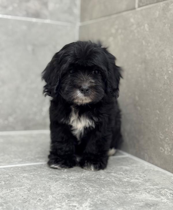 Cavapoo-DOG-Female-Black-9284-Petland Fort Walton Beach, FL