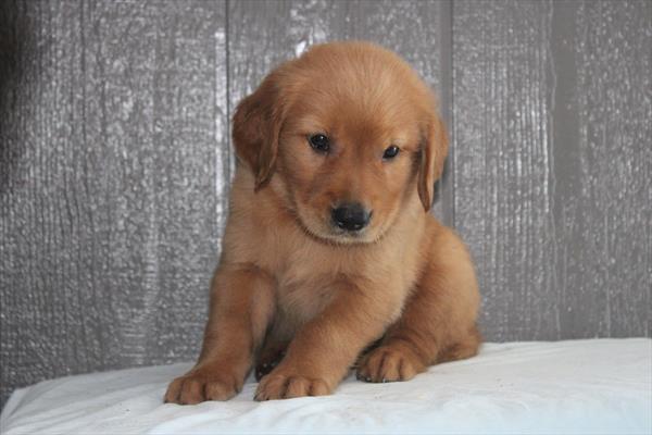 Golden Retriever-DOG-Female-Red-9286-Petland Fort Walton Beach, FL