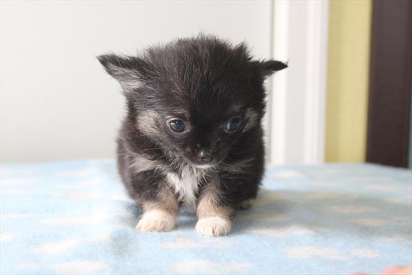 Chihuahua-DOG-Male-Black / White-9288-Petland Fort Walton Beach, FL