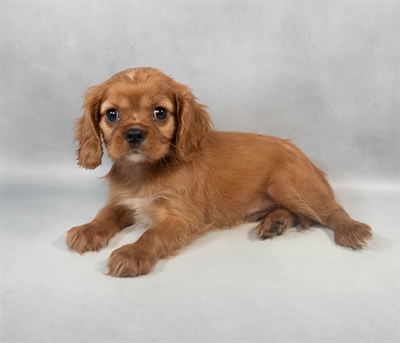 Cavalier King Charles Spaniel-DOG-Male-Ruby-9298-Petland Fort Walton Beach, FL