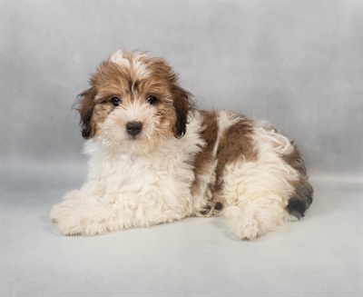 Havanese-DOG-Female-Gold Sable-9299-Petland Fort Walton Beach, FL