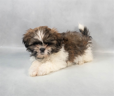 Shih Tzu-DOG-Male-Gold and White-9300-Petland Fort Walton Beach, FL
