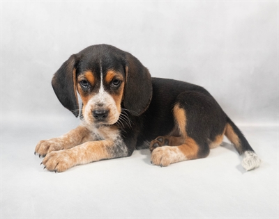 Beagle-DOG-Male-Black Tan and Blue Ticked-9318-Petland Fort Walton Beach, FL