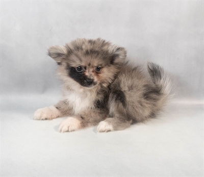 Pomeranian-DOG-Male-Blue Merle-9319-Petland Fort Walton Beach, FL