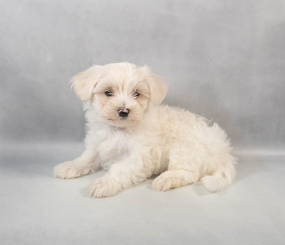 Maltese-DOG-Male-White-9321-Petland Fort Walton Beach, FL