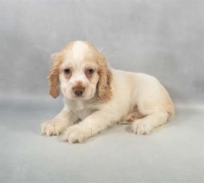 Cocker Spaniel-DOG-Female-Buff and White-9323-Petland Fort Walton Beach, FL