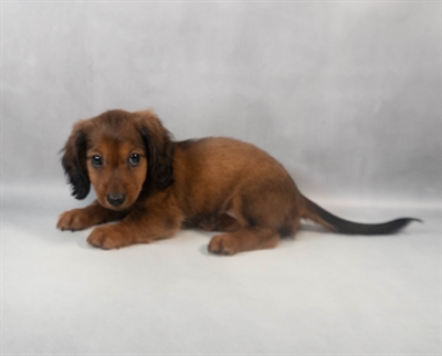 Dachshund-DOG-Female-Red-9324-Petland Fort Walton Beach, FL