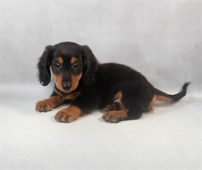Dachshund-DOG-Male-Black and Tan-9325-Petland Fort Walton Beach, FL