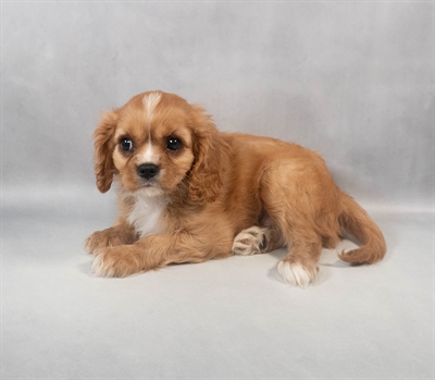 Cavalier King Charles Spaniel-DOG-Male-Ruby-9327-Petland Fort Walton Beach, FL