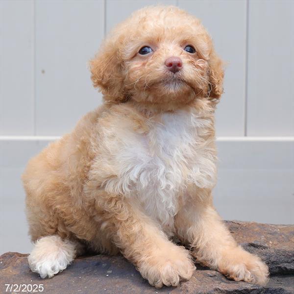 Poodle-DOG-Female-Apricot-9339-Petland Fort Walton Beach, FL