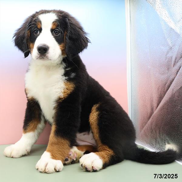 Bernese Mountain Dog-DOG-Female-Tri-Colored-9265-Petland Fort Walton Beach, FL