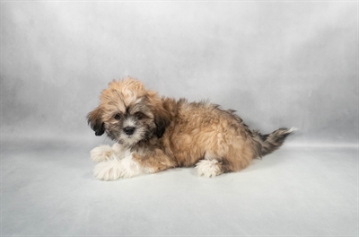 Lhasa Apso-DOG-Female-Golden-9275-Petland Fort Walton Beach, FL