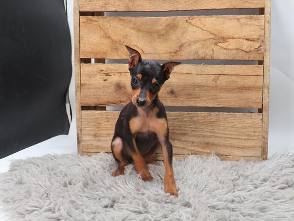 Miniature Pinscher-DOG-Female-Black / Tan-9285-Petland Fort Walton Beach, FL