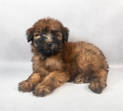 Soft Coated Wheaten Terrier-DOG-Female-Wheaten-9320-Petland Fort Walton Beach, FL