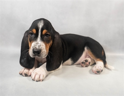 Basset Hound-DOG-Male-Black Brown and White-9322-Petland Fort Walton Beach, FL