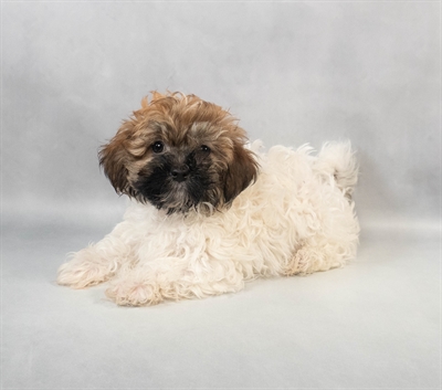 Havanese-DOG-Male-Gold-9328-Petland Fort Walton Beach, FL