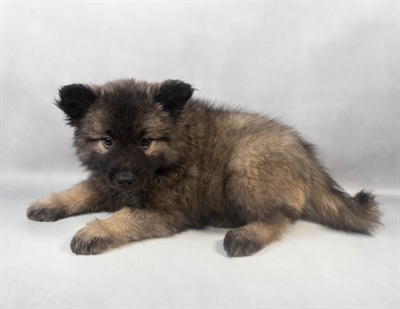 Keeshond-DOG-Female-Grey Silver and Black-9329-Petland Fort Walton Beach, FL