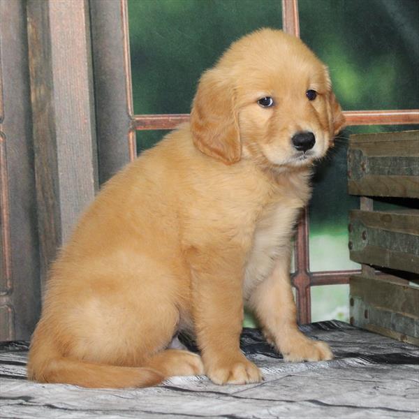 Golden Retriever-DOG-Male-Dark Golden-9337-Petland Fort Walton Beach, FL