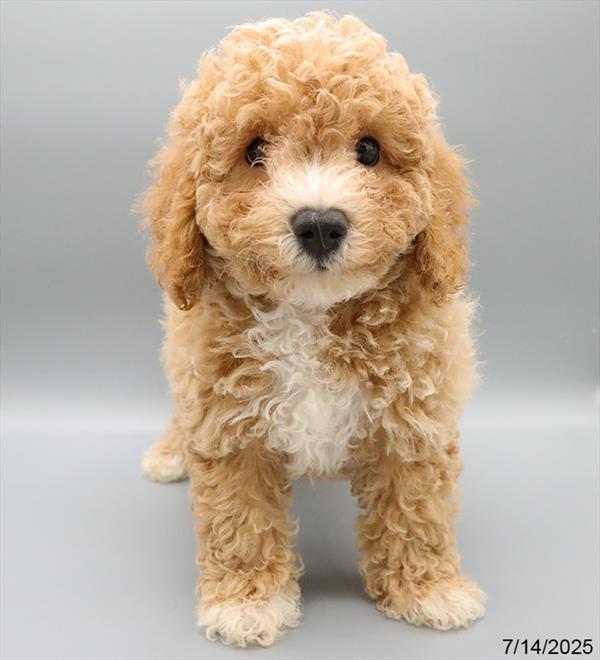 Bichon-Poodle-DOG-Female-Apricot-9340-Petland Fort Walton Beach, FL