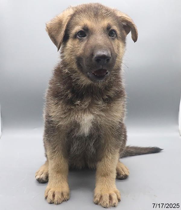 German Shepherd-DOG-Female-Black / Tan-9341-Petland Fort Walton Beach, FL