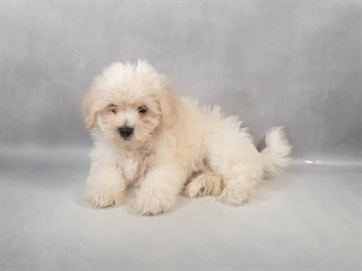 Coton De Tulear-DOG-Female-White-9355-Petland Fort Walton Beach, FL