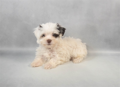 Havanese-DOG-Female-Chocolate-9356-Petland Fort Walton Beach, FL