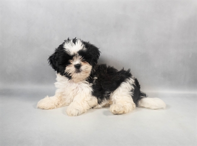 Shih Tzu-DOG-Female-Black and White-9359-Petland Fort Walton Beach, FL