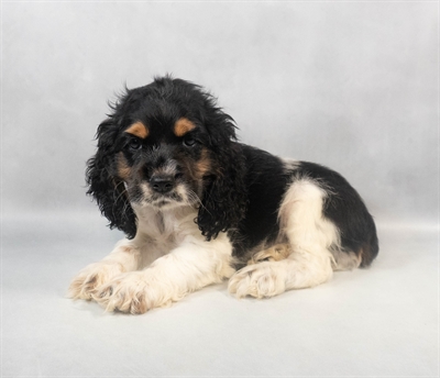 Cocker Spaniel-DOG-Male-Black White and Tan-9361-Petland Fort Walton Beach, FL