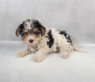 Yochon-DOG-Female-Black and Tan-9362-Petland Fort Walton Beach, FL