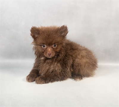 Pomeranian-DOG-Male-Chocolate-9364-Petland Fort Walton Beach, FL