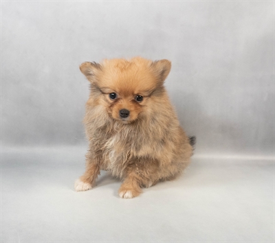 Pomeranian-DOG-Female-Orange Sable-9363-Petland Fort Walton Beach, FL