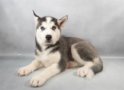 Siberian Husky-DOG-Female-Black and White-9365-Petland Fort Walton Beach, FL