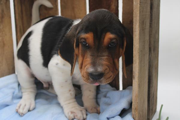Walrus-DOG-Male-Black / White-9376-Petland Fort Walton Beach, FL