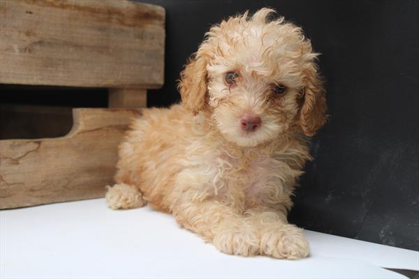 Miniature Poodle-DOG-Female-Apricot-9377-Petland Fort Walton Beach, FL