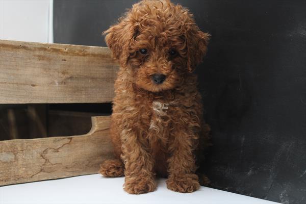 Miniature Poodle-DOG-Male-Red-9378-Petland Fort Walton Beach, FL