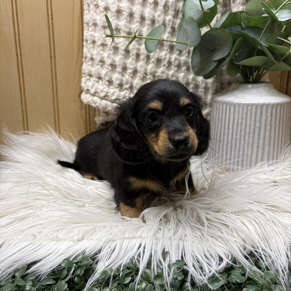Dachshund-DOG-Female-Black / Tan-9380-Petland Fort Walton Beach, FL