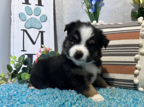 Miniature American Shepherd-DOG-Male-Tri-Colored-9379-Petland Fort Walton Beach, FL