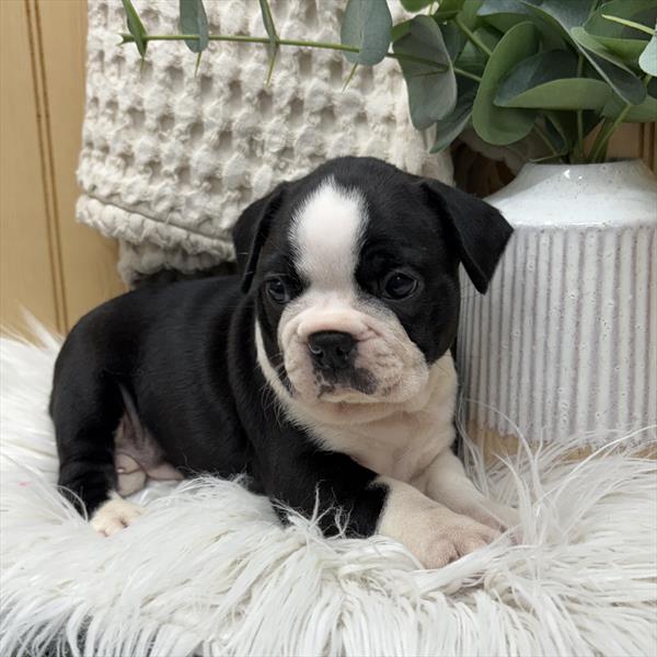 Boston Terrier-DOG-Male-Black / White-9385-Petland Fort Walton Beach, FL