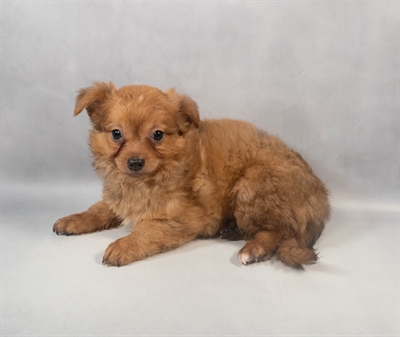 Chihuahua-DOG-Male-Red-9389-Petland Fort Walton Beach, FL