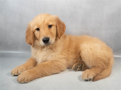 Golden Retriever-DOG-Male-Golden-9391-Petland Fort Walton Beach, FL