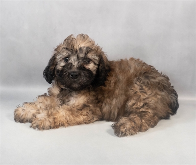 Whoodle-DOG-Male-Sable-9392-Petland Fort Walton Beach, FL