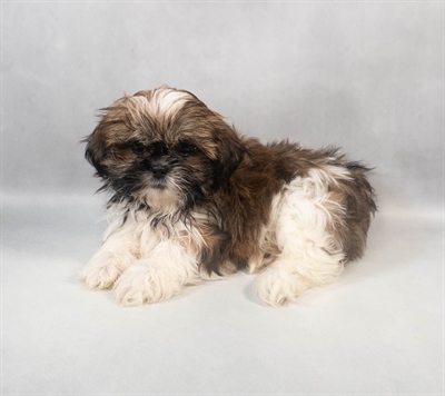 Shih Tzu-DOG-Female-Red and White-9393-Petland Fort Walton Beach, FL