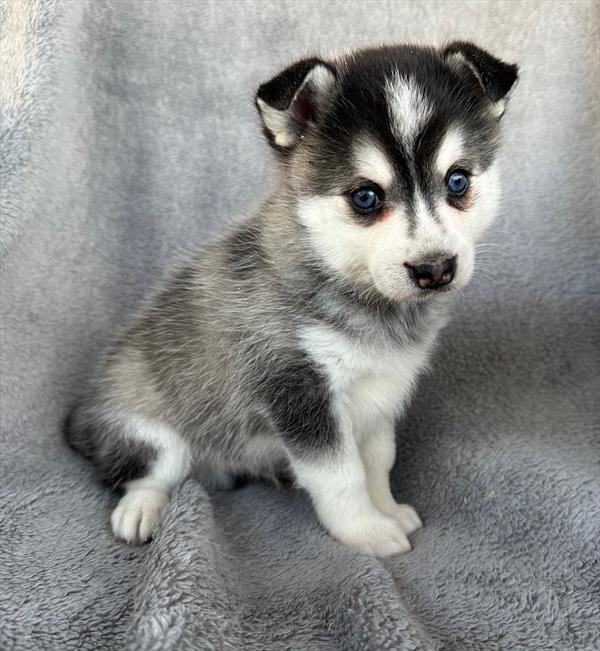 Alaskan Klee Kai-DOG-Male-Black / White-9416-Petland Fort Walton Beach, FL