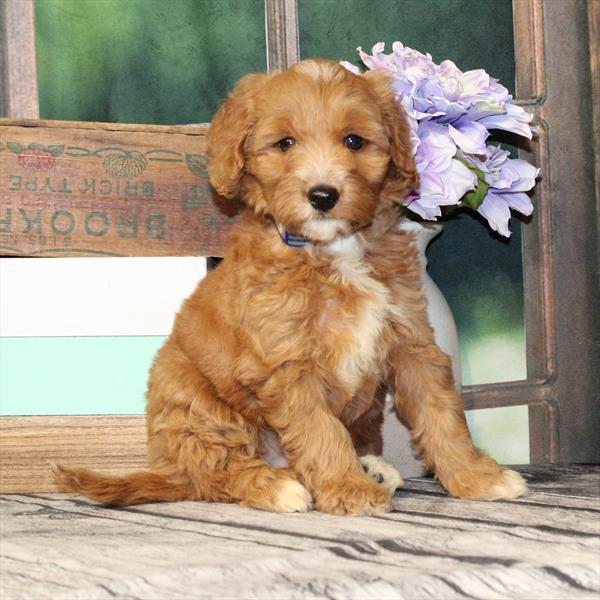 Goldendoodle Mini 2nd Gen-DOG-Female-Golden-9419-Petland Fort Walton Beach, FL