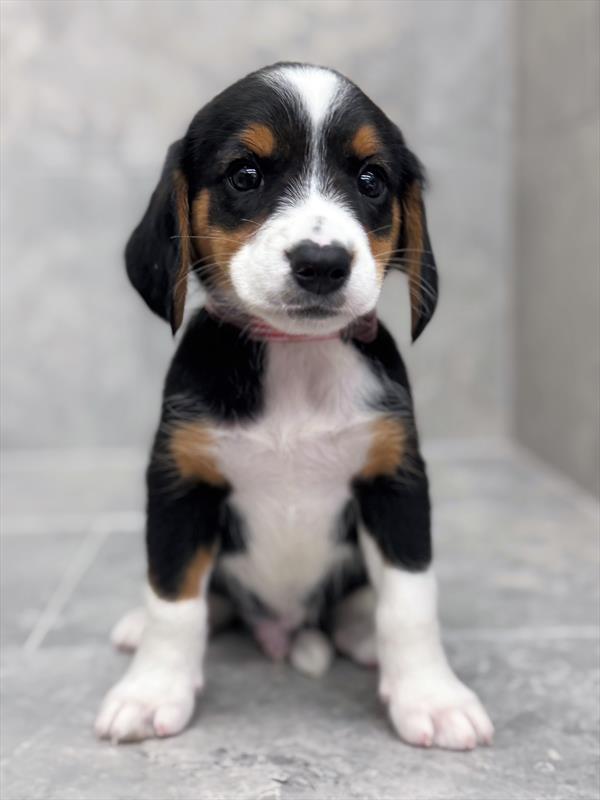 Beagle-DOG-Male-Black White / Tan-9421-Petland Fort Walton Beach, FL