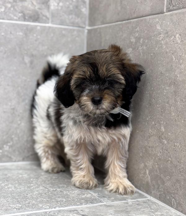 Shizapoo-DOG-Male-Brindle / White-9422-Petland Fort Walton Beach, FL