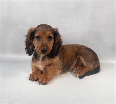 Dachshund-DOG-Female-Red-9428-Petland Fort Walton Beach, FL