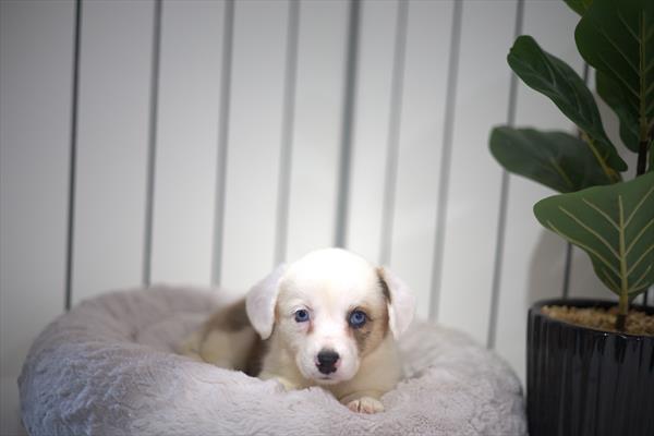 Cardigan Welsh Corgi-DOG-Female-Red / White-9441-Petland Fort Walton Beach, FL