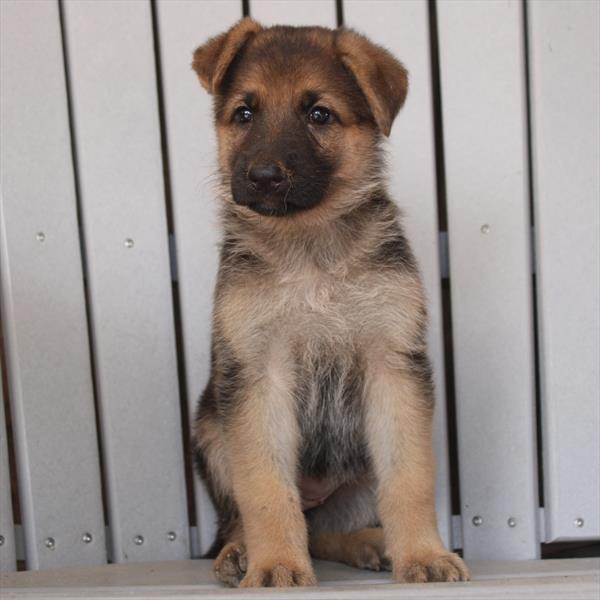 German Shepherd-DOG-Female-Black / Tan-9442-Petland Fort Walton Beach, FL