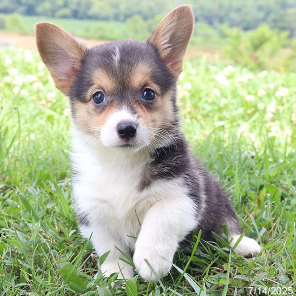 Pembroke Welsh Corgi-DOG-Female-Black / Tan-9443-Petland Fort Walton Beach, FL
